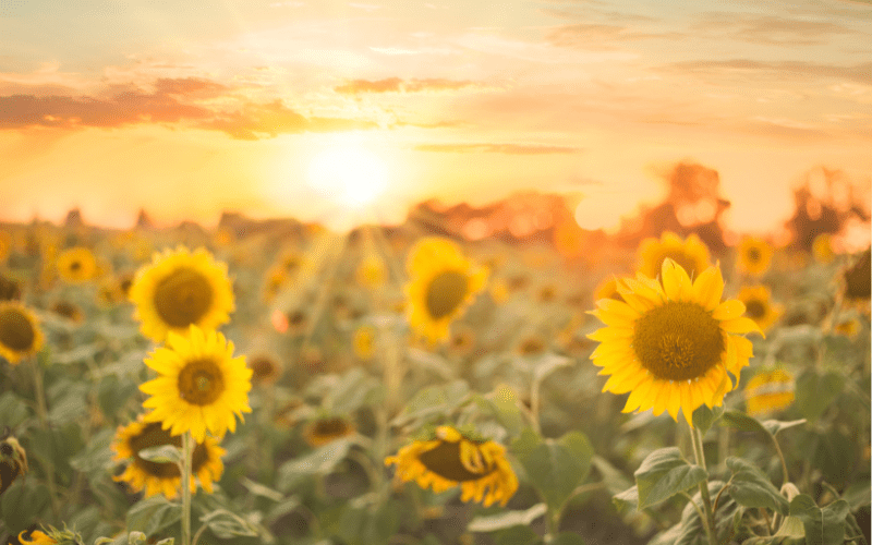 Công nghệ hỏa táng hiện đại: Xu hướng tất yếu trong tang lễ