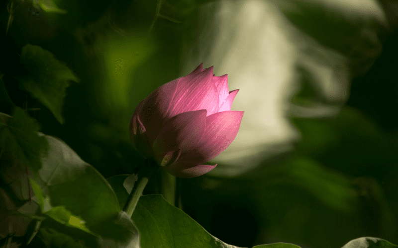 Dịch vụ sắp xếp hậu sự: Hỗ trợ trọn gói từ chuẩn bị đến an vị