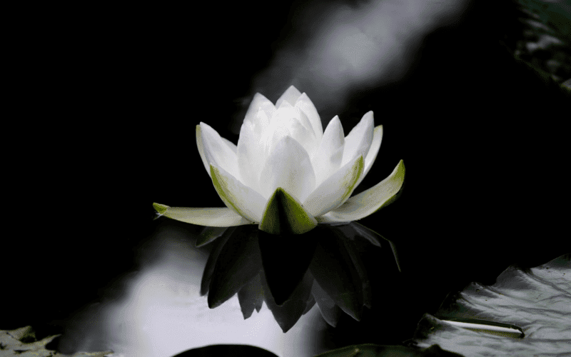 Dịch vụ tang lễ hỏa táng trọn gói: Có gì? Chi phí bao nhiêu?