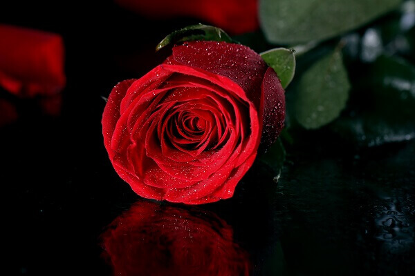 hoa hồng đỏ tượng trưng cho tình yêu và hạnh phúc vĩnh cữu