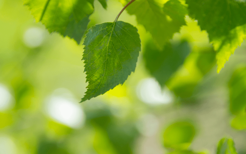 Hũ đựng tro cốt mini: Khi nào nên dùng và cách chọn mẫu phù hợp