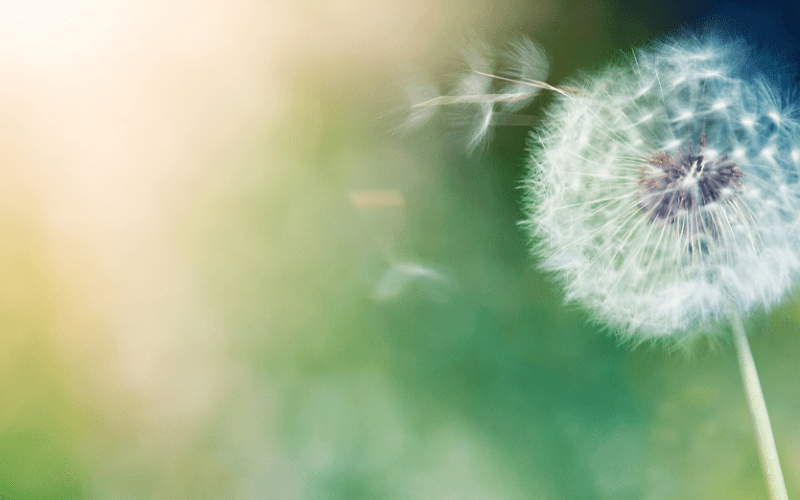 Quy trình tang lễ hỏa táng và những lưu ý quan trọng