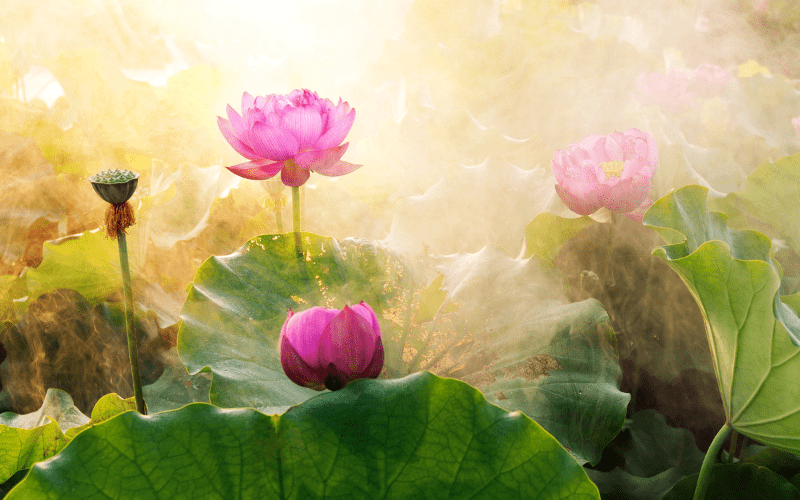 Hũ đựng tro cốt sen vàng: Ý nghĩa, thiết kế và cách chọn đúng