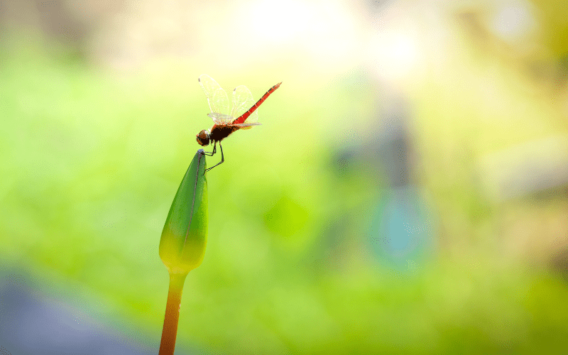 Tháng 7 âm lịch có nên lưu tro cốt lâu dài tại chùa?