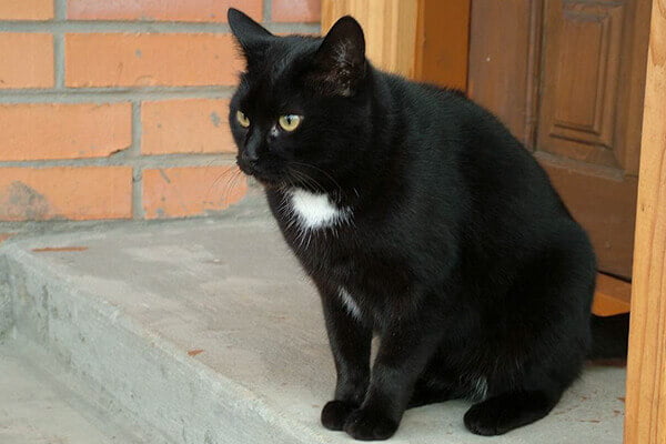 mèo đen